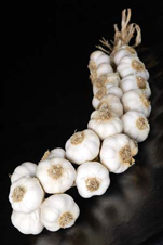 Fresh Garlic-nowmal White Garlic And Pure White Garlic