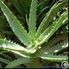 plant herbal extract aloe vera p e