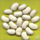 Plant / Herbal Extract / White Kindeny Bean P E / White Kindeny Bean Extract
