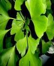 Plant Extract-gingko Bioloba P.e. Convergence Lung And Asthma Stasis And Painkillers And So On.