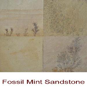 Mint Fossils Sandstone.