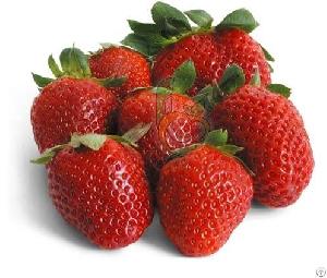 Egyptian Fresh Fortuna Strawberry By Fruit Link