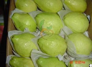 Egyptian Fresh Guava By Fruit Link