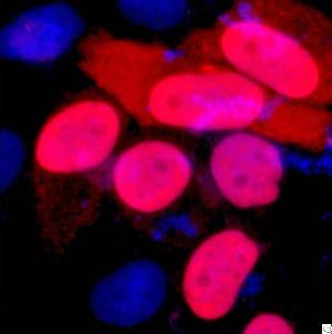 anti ddddk tag mouse monoclonal antibody 1b10