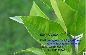 Lemon Leaf With Competitive Price From Vietnam