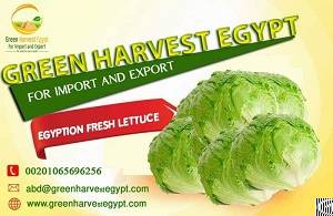 Egyptian Fresh Lettuce From Green Harvest Egypt For Import And Export From Egypt