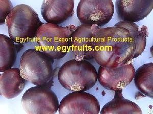 Egyptian Fresh Red Onion