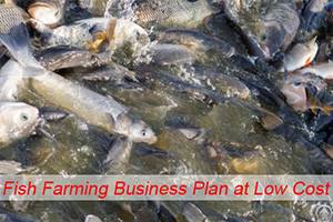 Fish Farming Business Plan At A Low Cost Start