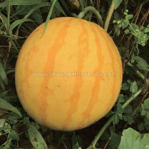 Golden King Hybrid Watermelon Seed Yellow Fruit