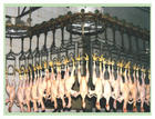 Poultry Slaughtering Line