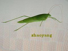 Wire Netting / Insect Screen Wire Netting