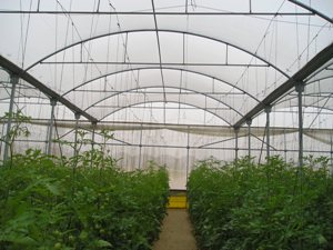 Greenhouse Producers, Telman Greenhouses