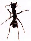 Black Ant P E