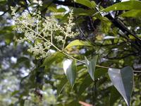 Ligustrum Glossy Privet Fruit Extract