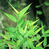 lophatherum herb p e