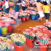 guangzhou plastic flowers wholesale guide assistant