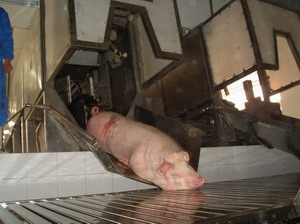 Pig Abattoir And Slaughter Line