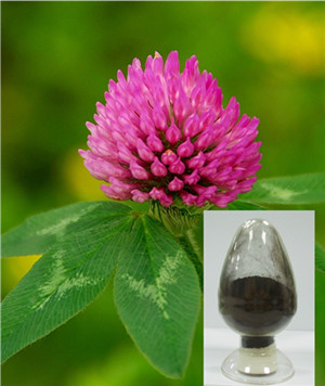 Plant Extract, Herbal Extract