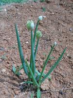 Sell Allium Fistulosum Extract Plant Extract, Herb Medicine, Herb Extract, Saponin, Pigment