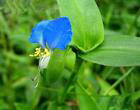 Sell Commelina Commilnis Extract Plant Extract, Herb Medicine, Herb Extract, Saponin, Pigment
