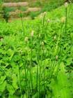 eleocharis ovata extract plant herb medicine saponin pigment