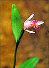 pogonia japonica extract plant herb medicine saponin pigment