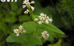 Fagopyrum Tataricum