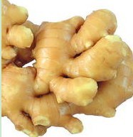 gingerol extract