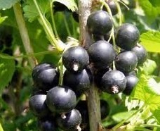 Ribes Nigrum Black Currant Anthocyanin
