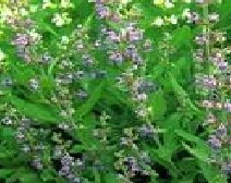 sclareol extract flower stem leaves salvia sclare l