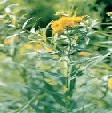 Solidago Decurrens Lour Golden Rod Extract