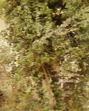 cultivator senna leaves herbal