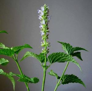 Agastache Rugosa Extract , Plant Extract, Herb Extract, Saponin, Pigment