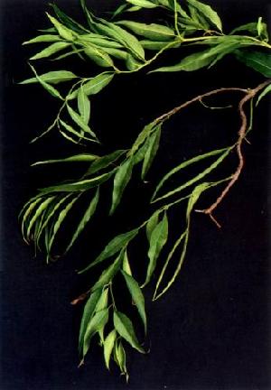 periploca sepium extract plant saponin pigment fucoxanthin herb