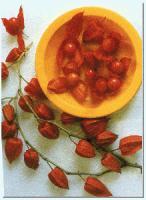 Physalis Alkekengi Extract