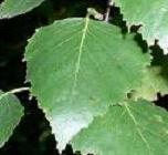 We Sell Birch Leaf Extract For Export