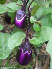 Supply High Quality Eggplant Extract P