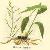Plant / Herbal Extract / Common Lophatherum Herb P E / Common Lophatherum Herb Extract