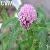 Red Clover Extract