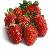 Egyptian Fresh Fortuna Strawberry By Fruit Link