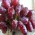 Egyptian Crimson Grapes