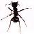 Black Ant P E