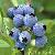 We Sell Bilberry Extract For Extract